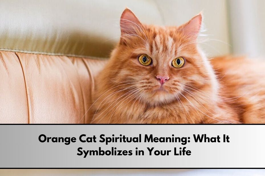 Orange Cat Spiritual Meaning