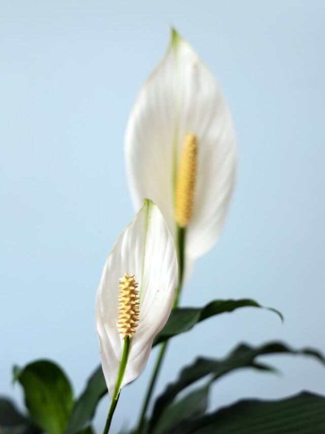 white and yellow flower in close up photography