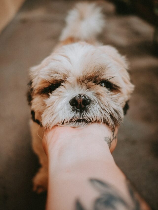 person holding white and brown long coated small dog