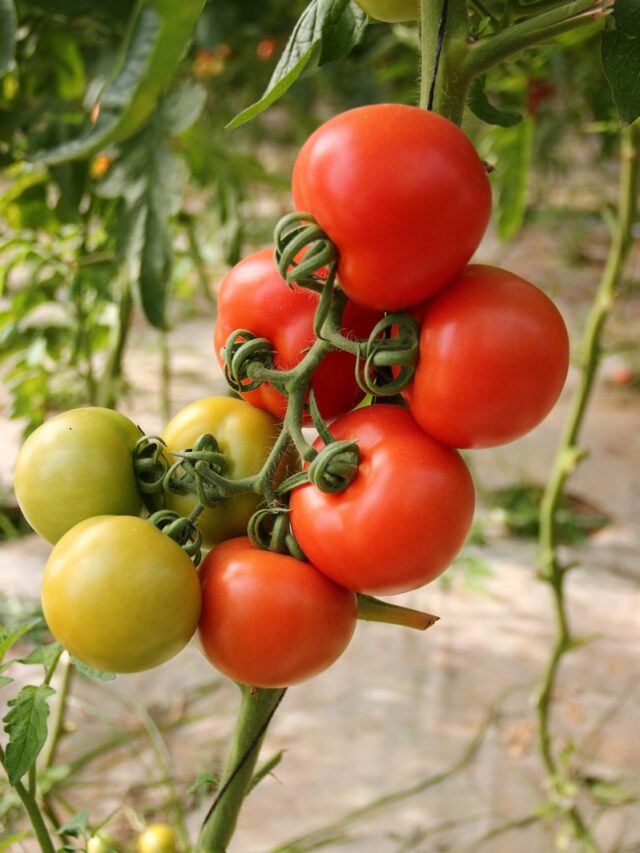 red and green tomato fruit