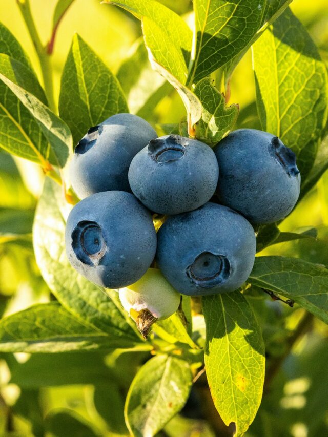 blue round fruits on green leaves