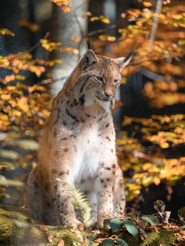 A lynx standing in the middle of a forest