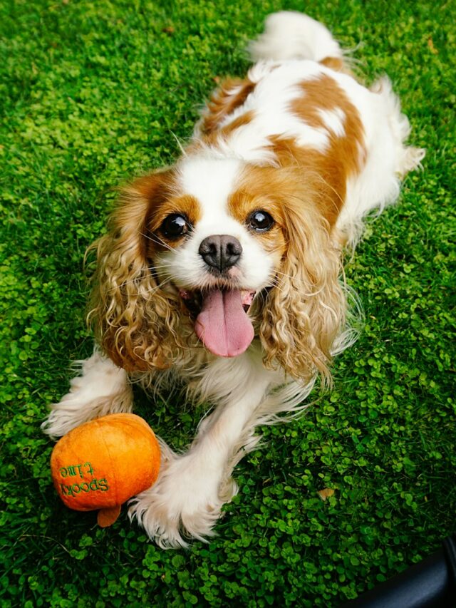 A brown and white dog laying on top of a lush green field