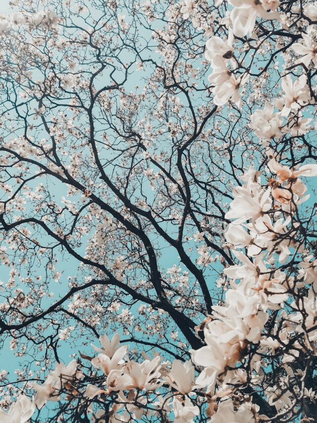 sakura tree in bloom