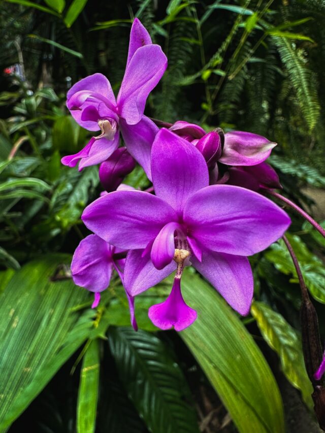 a purple flower is blooming in a garden