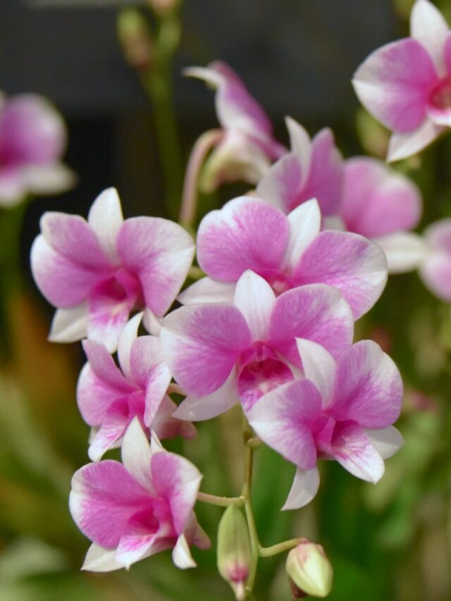 a bunch of pink and white flowers in a vase