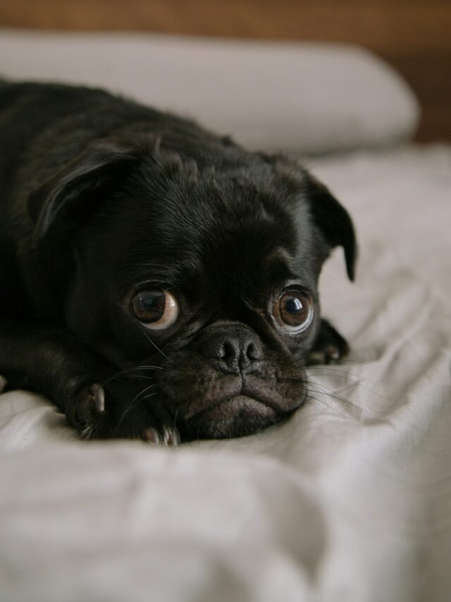 black pug puppy