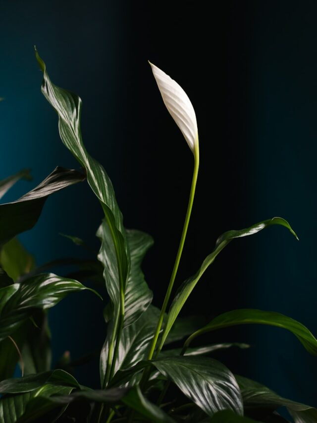 a large white flower sitting on top of a green plant