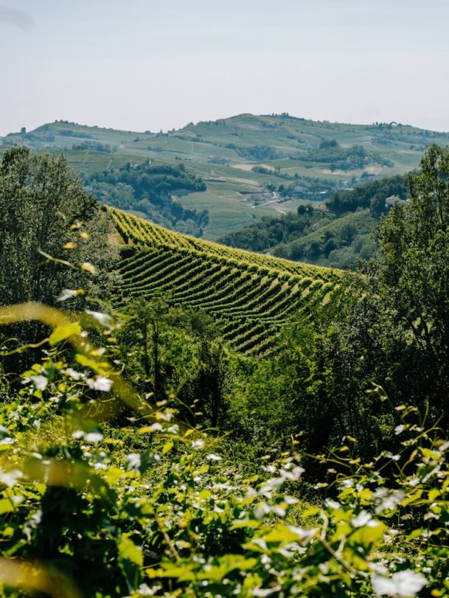 a scenic view of a vineyard in the hills