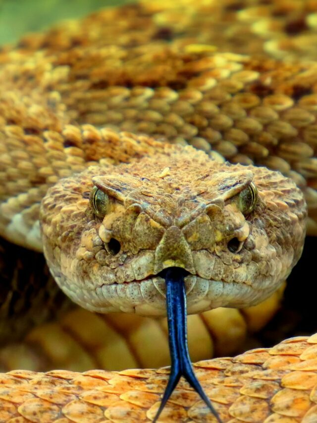 brown snake on brown soil