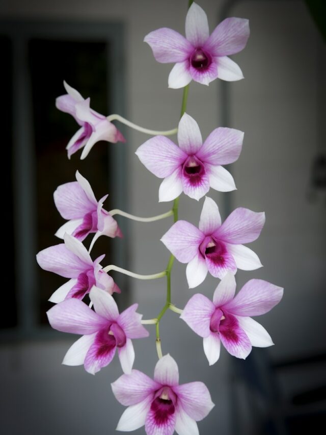 pink orchid flowers