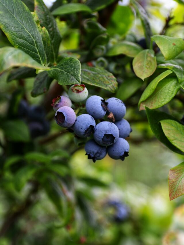 blue berries in tilt shift lens