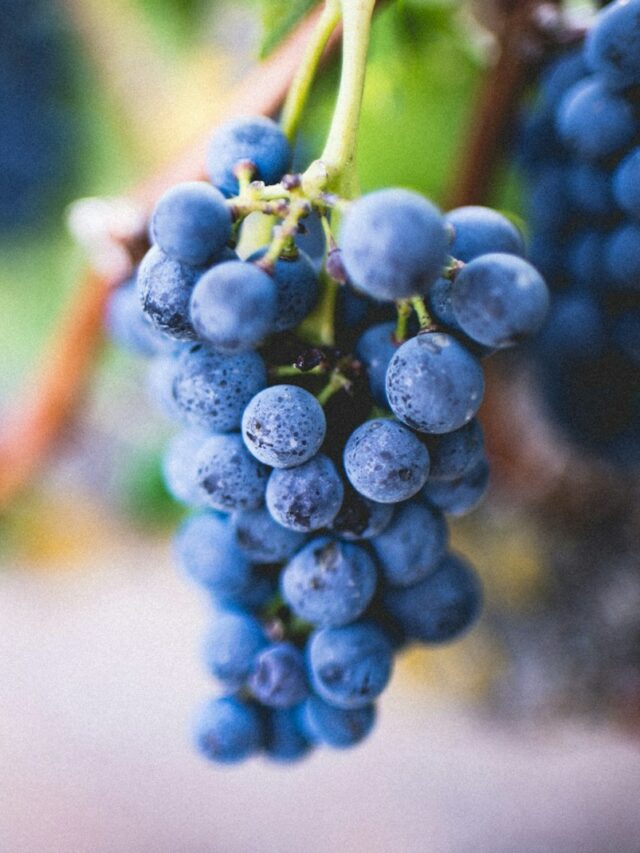 selective focus photography of purple grape fruit