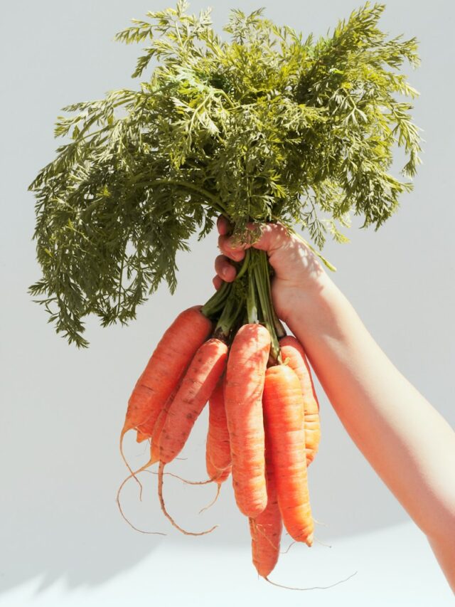 person holding green and red bird on orange carrot