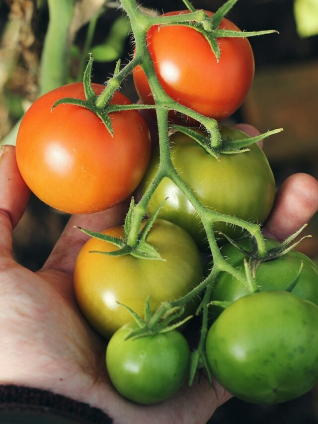 person holding green and red tomatoes