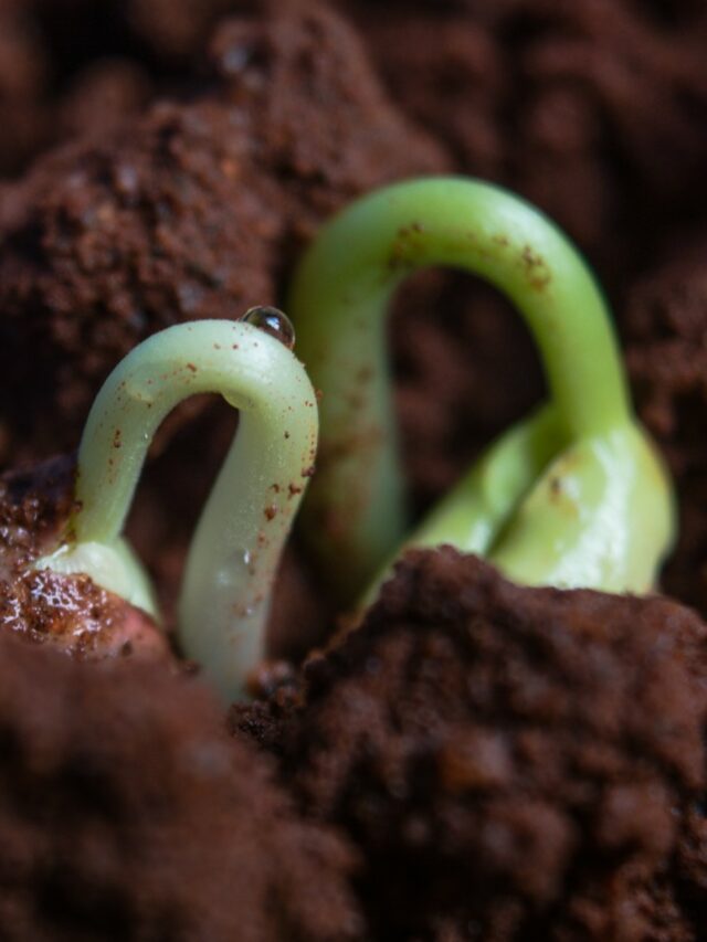 green and white snake on brown soil