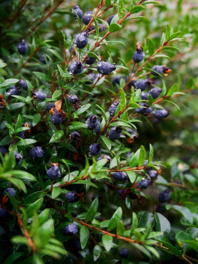 a bush with blue berries growing on it