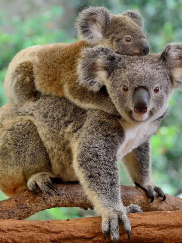 17 Most Friendly Wild Animals in the World