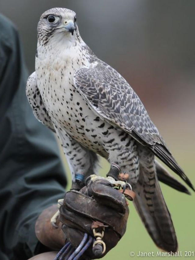 15 Rarely Seen Wild Animals That Will Amaze You