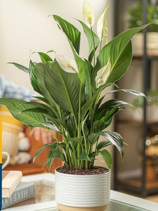 17 Easy-to-Care Air-Purifying Plants for a Cleaner Home