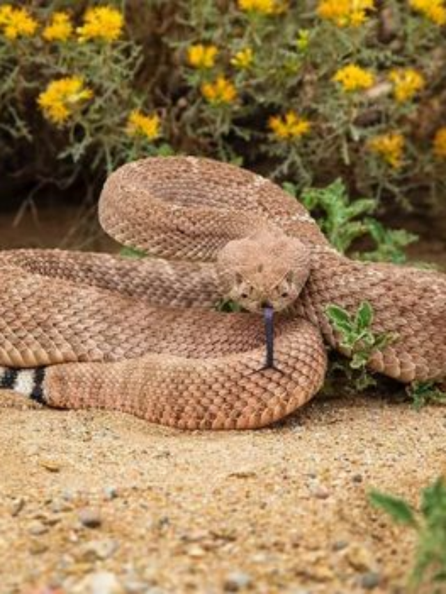 10 U.S. States with the Most Rattlesnake Infestations