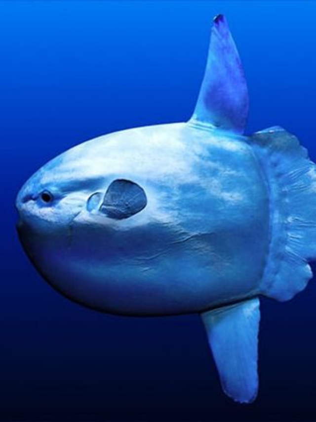 Sunfish Recovers After Aquarium Closure, Thanks to Human Cutouts