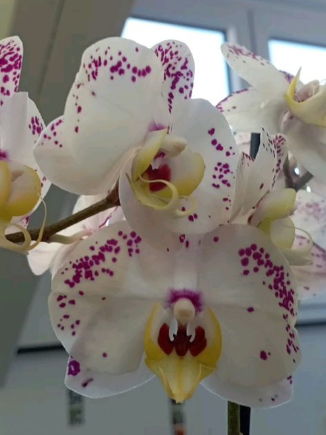 This homemade trick will make your orchids burst with blooms