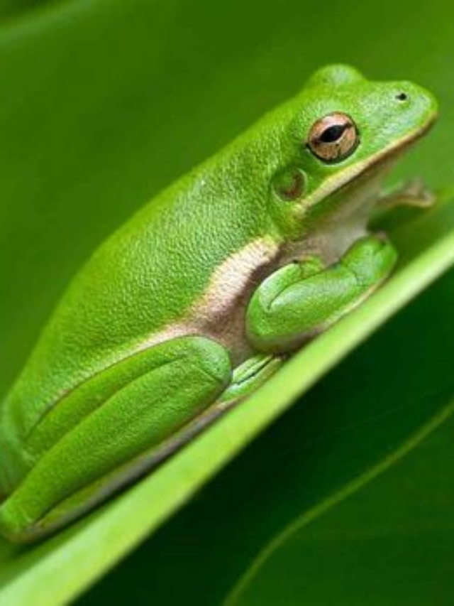 10 Best Frogs to Keep as Pets (And 3 Worst Ones)