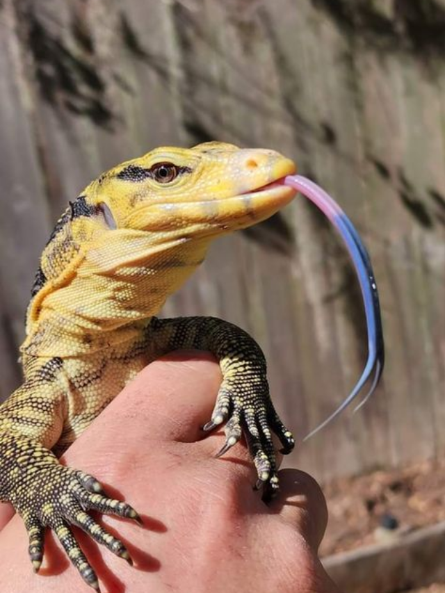 10 Pet Reptiles That Look Fierce But Are Gentle (and 10 That Are Truly Wild)