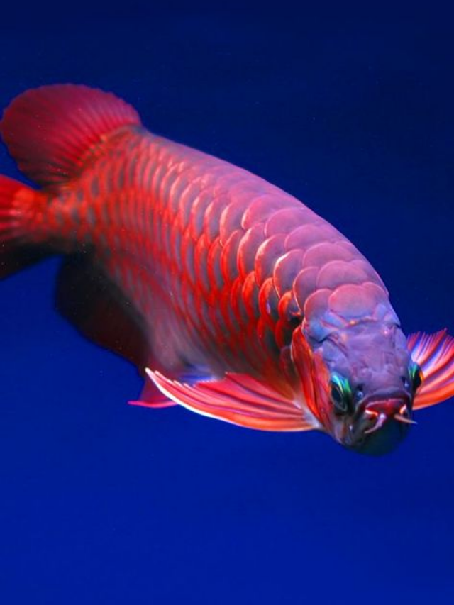 16 Expensive Fish That Are Worth Every Penny