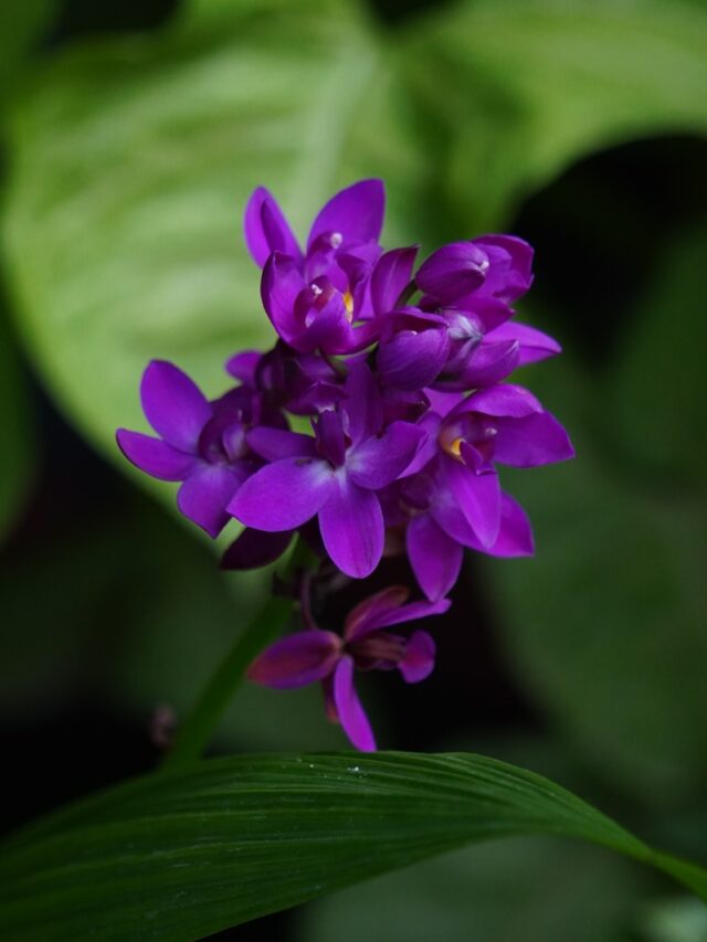 a purple flower with green leaves in the background