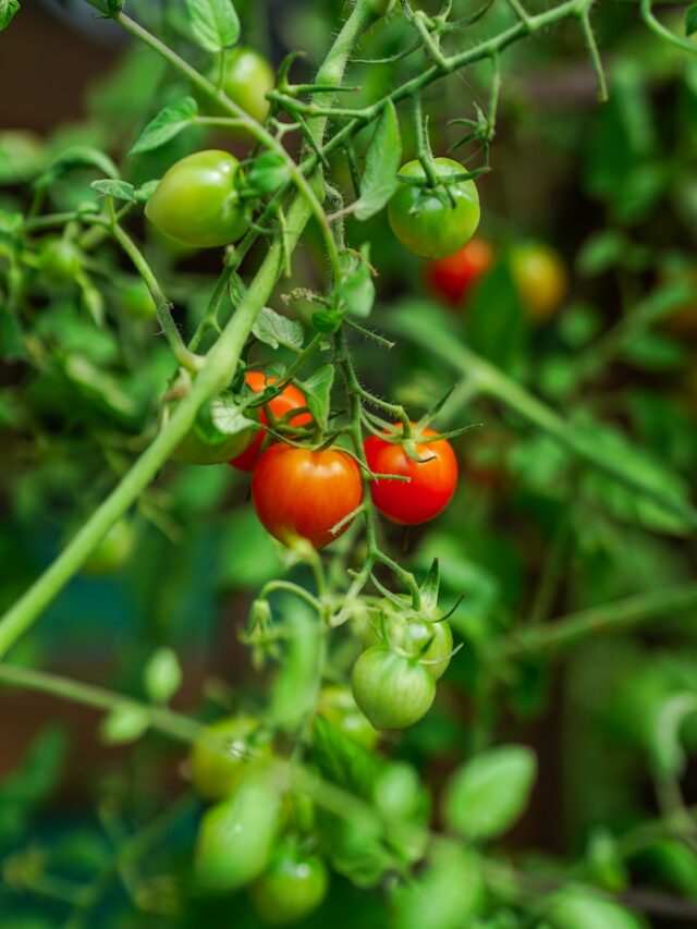 A close up of tomatoes growing on a plant