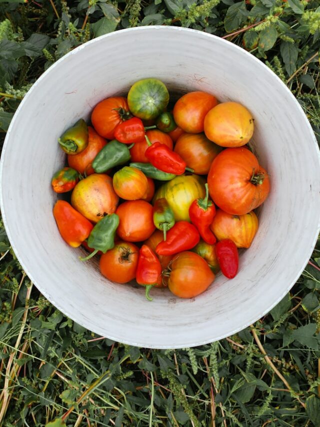 red and green bell peppers in white bucket