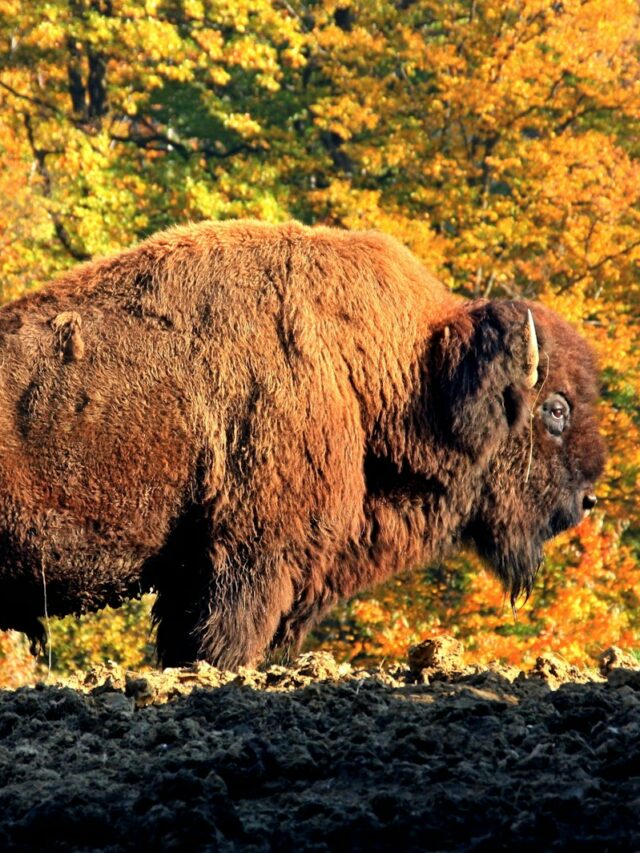 a large bison standing on top of a dirt field