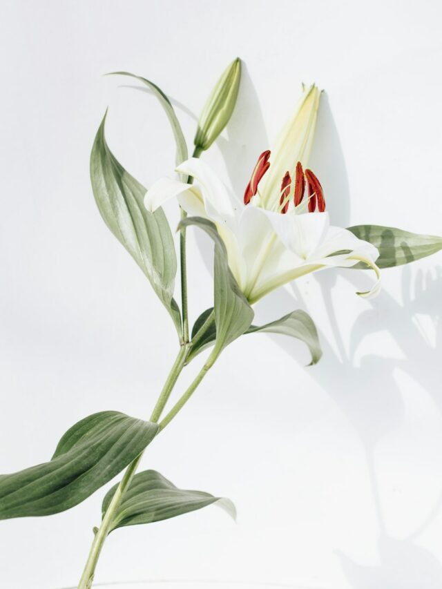 white and red flower with green leaves