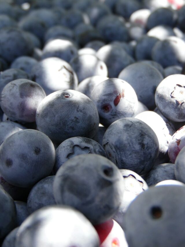 bunch of blueberries