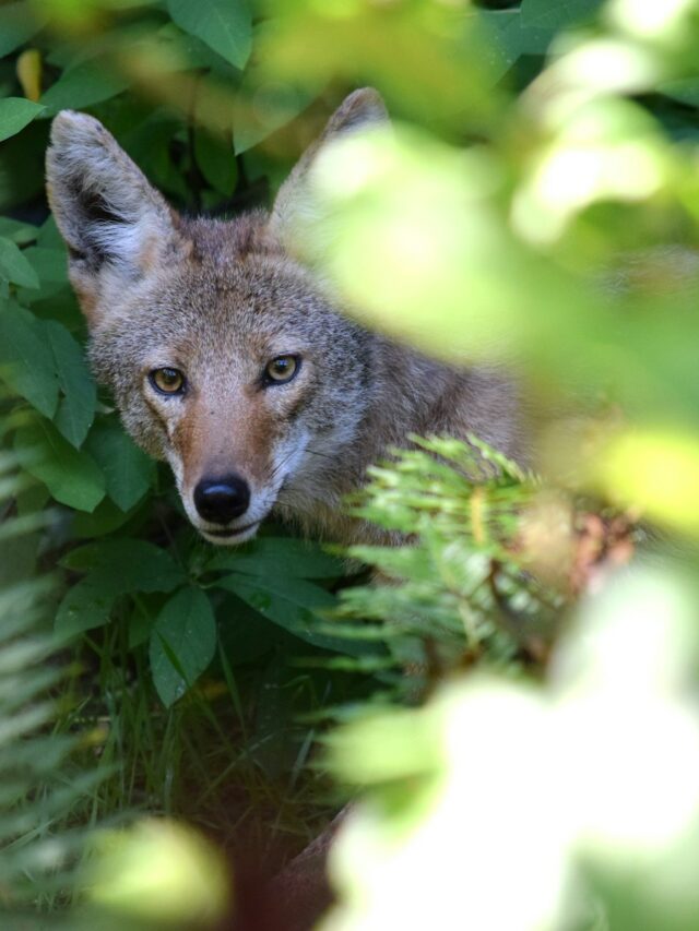 A wolf hiding in the bushes looking at the camera