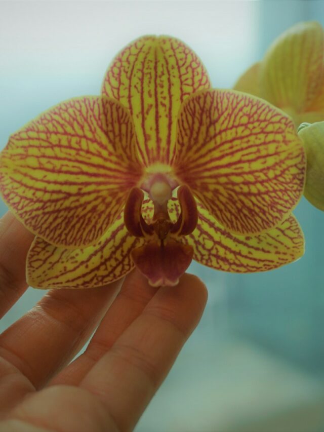 orange moth orchid in persons hand