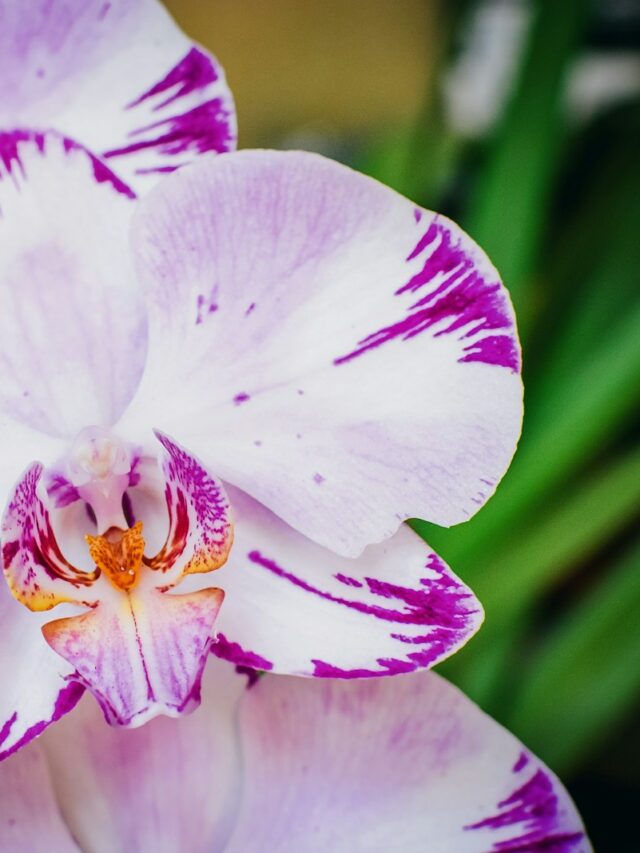 a close up of a purple and white flower