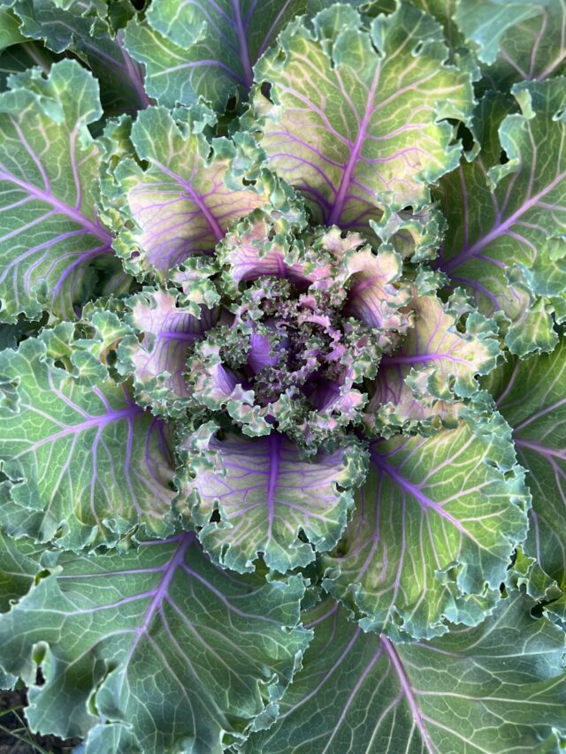 a plant with purple flowers