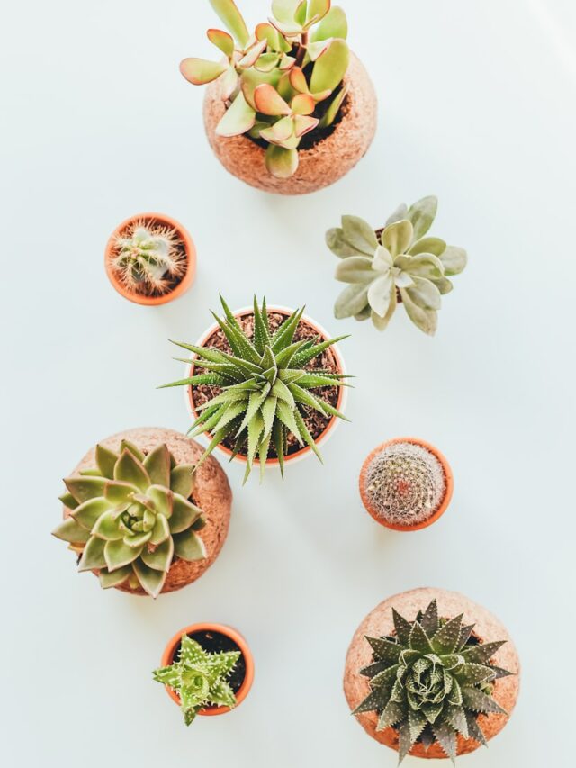 assorted succulents in clay pots