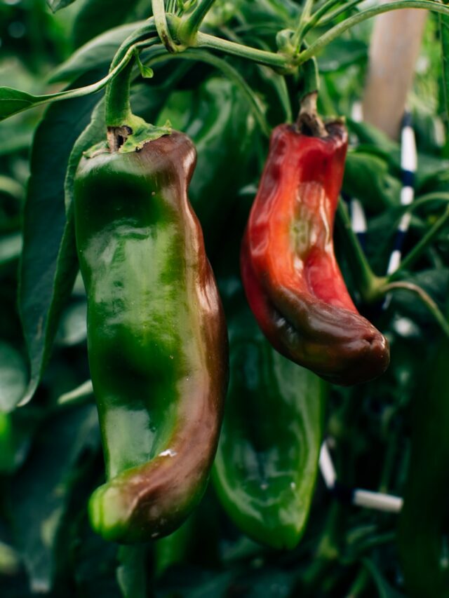 a group of peppers on a plant