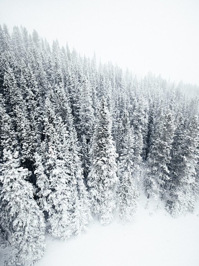 A snow covered forest filled with lots of trees