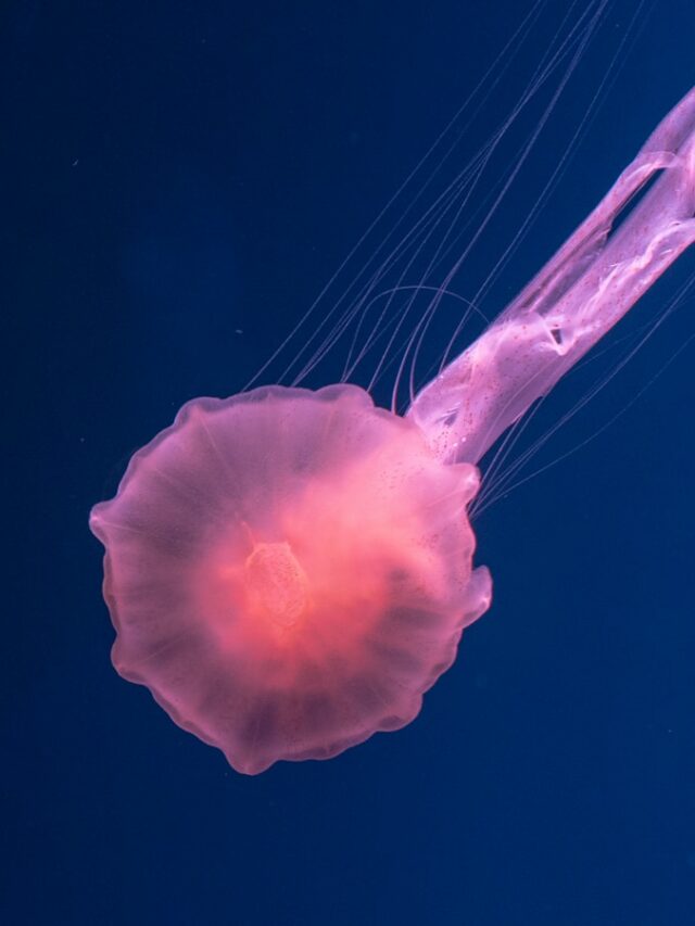 pink jellyfish underwater