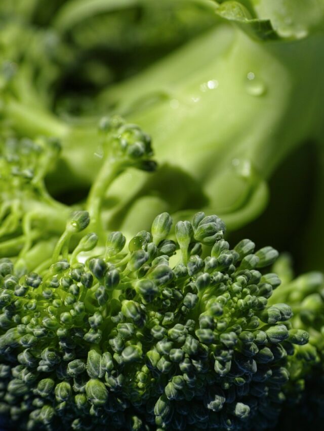 green leaf plant in close up photography