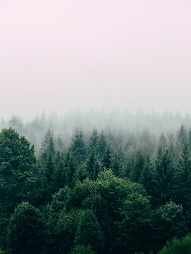 aerial photography of forest