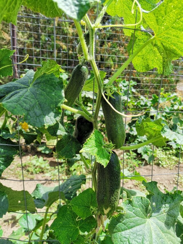 a cucumber growing in a garden next to a wire fence