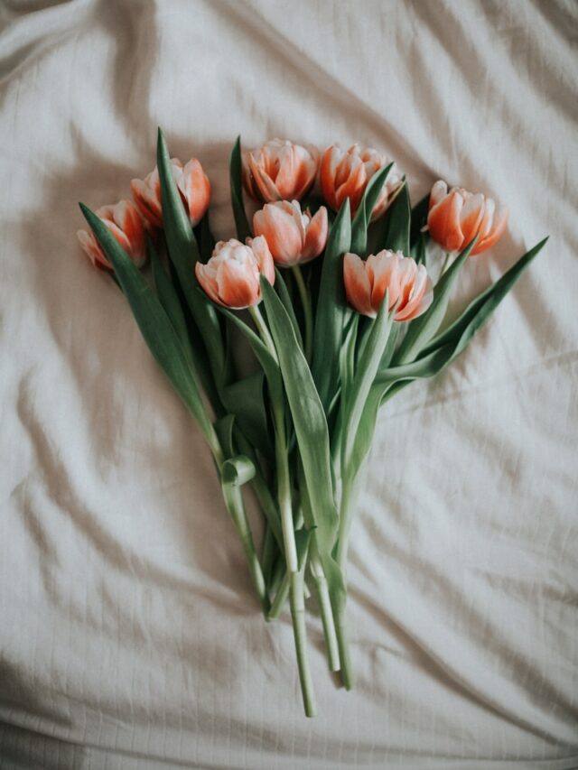 pink tulips on white textile