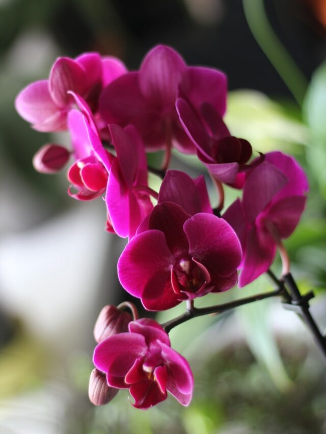 a close up of a pink flower on a plant