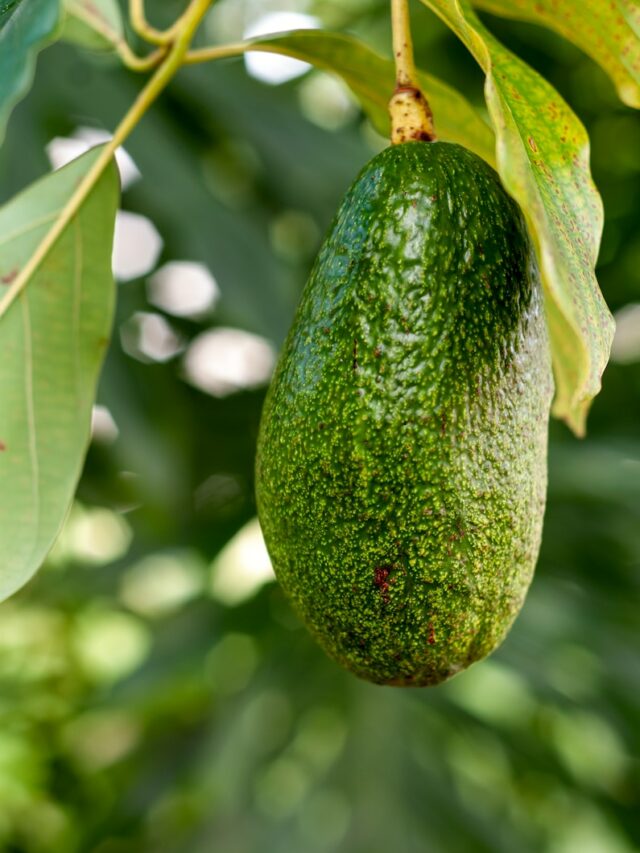 an avocado hanging from a tree with leaves